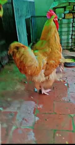 asslamu alikum sir golden buff pair for sale price 11000 hain