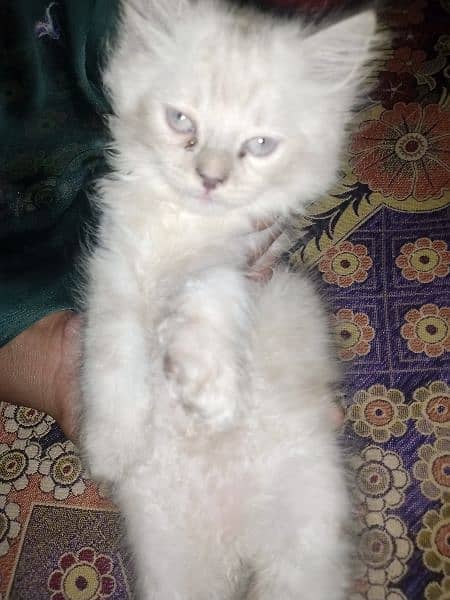 Persian/triple coat/white/blue eyes 5