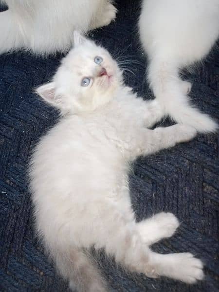 Persian/triple coat/white/blue eyes 7