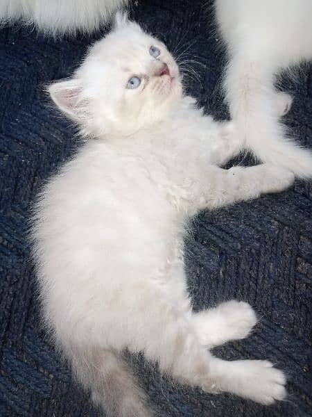 Persian/triple coat/white/blue eyes 8