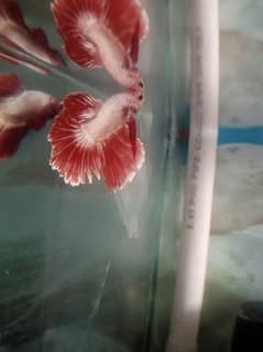 Betta