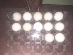 White Heera Fresh and Fertile eggs