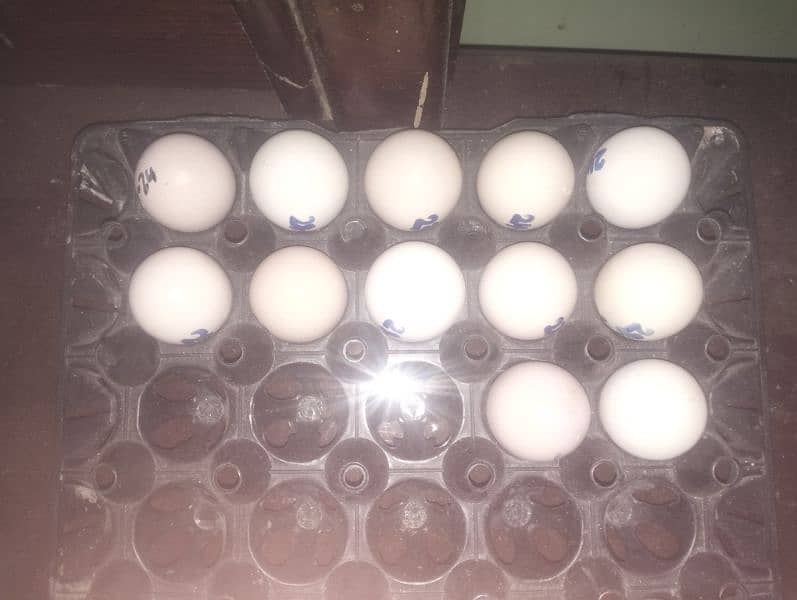 White Heera Fresh and Fertile eggs 0