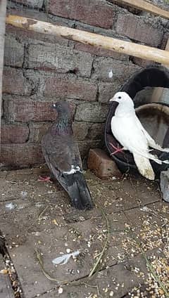 breeder pigeons pair white & black 0309-20-91-667