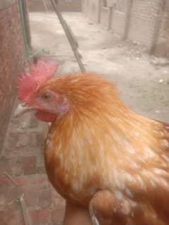 1 hen male for sale