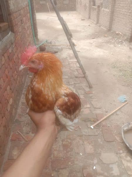 1 hen male for sale 1