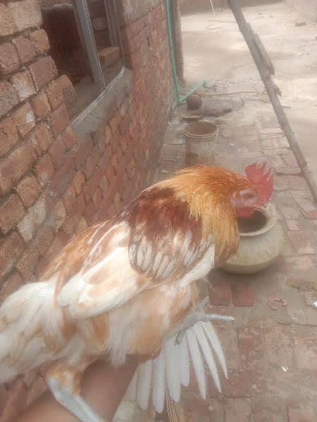 1 hen male for sale 2