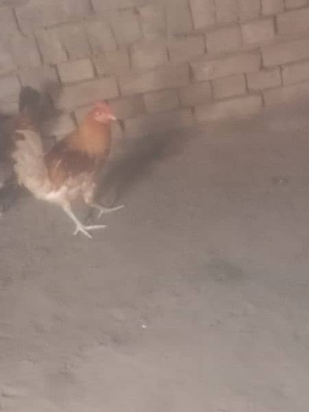 1 hen male for sale 3