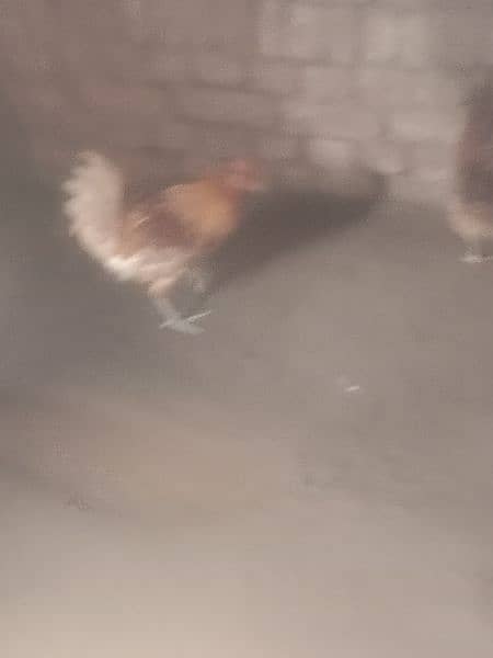 1 hen male for sale 4