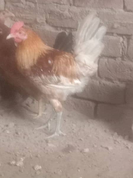 1 hen male for sale 5