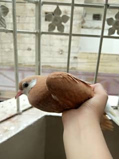 Exact 40  days old baby pigeon for sale pure  sherazi breed pigeon