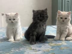 PERSIAN Cats triple coated