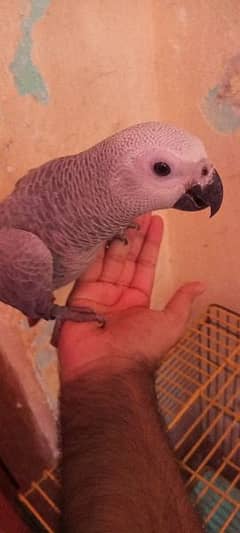 African Grey talking Parrot 0