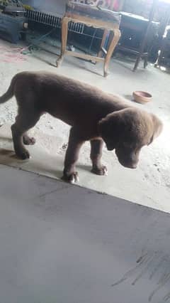 American brown labrador