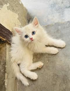 PERSIAN KITTENS FOR SALE