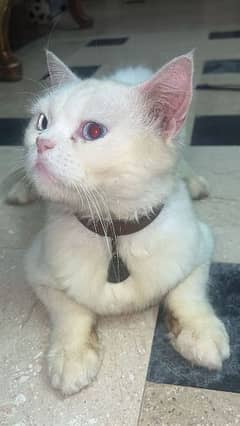 Persian cat available for sale