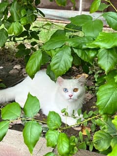 persian/Russian kitten/ cat / 16 months adult cat/white/odd eyed