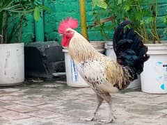 male hen for sale