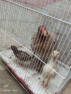 female hen for sale age 10 months with chicks