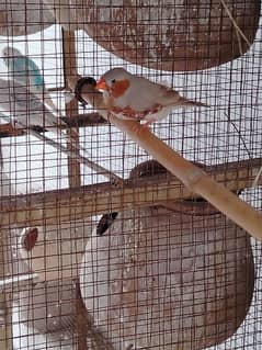 Ornage Breasted Finch orange line