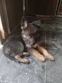 German shepherd male/ female puppies available for sale 0