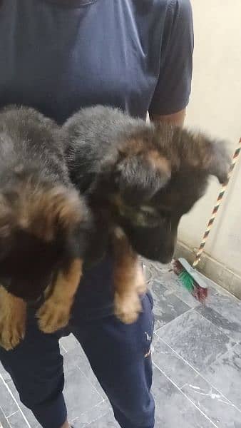 German shepherd male/ female puppies available for sale 1