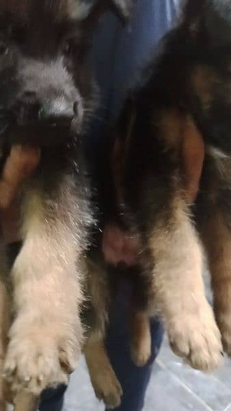 German shepherd male/ female puppies available for sale 2