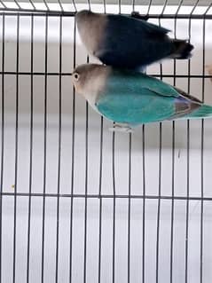 Blue Splitino Lovebird Breeder pair in Shaheen town phase 1 0