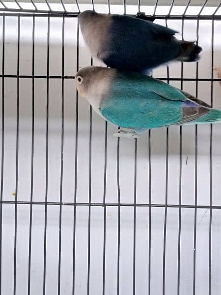 Blue Splitino Lovebird Breeder pair in Shaheen town phase 1 0