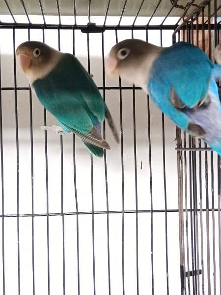 Blue Splitino Lovebird Breeder pair in Shaheen town phase 1 1