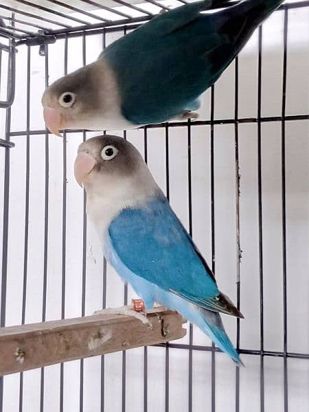 Blue Splitino Lovebird Breeder pair in Shaheen town phase 1 2