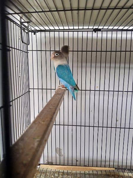 Blue Splitino Lovebird Breeder pair in Shaheen town phase 1 3