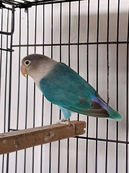 Blue Splitino Lovebird Breeder pair in Shaheen town phase 1 4