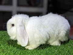 extreme Top Quality Holland lop blue eye female