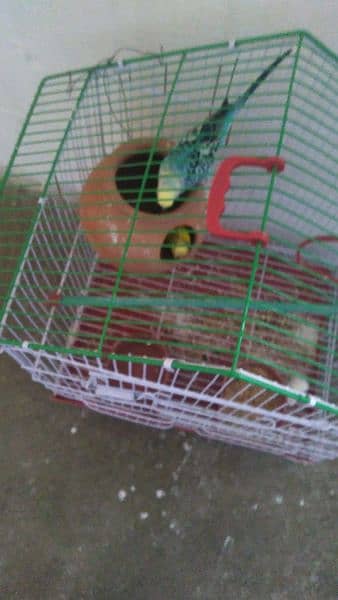 pair of parrot with cage 1