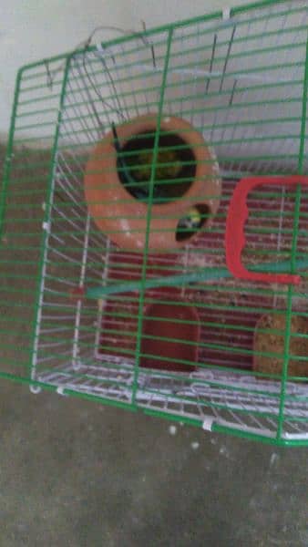 pair of parrot with cage 2