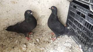 pigeon for sale