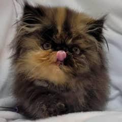 Persian peke face | Cute persian kitten