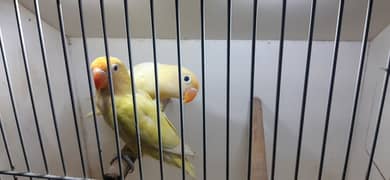 Lovebirds Albino ino Parblue ino Cremino Decino