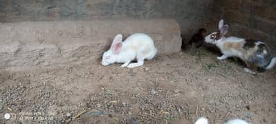 male rabbit