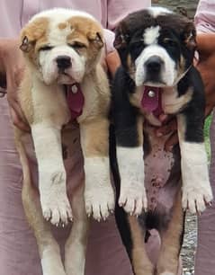 alabai security dog heavy bone 2 month pair for sale