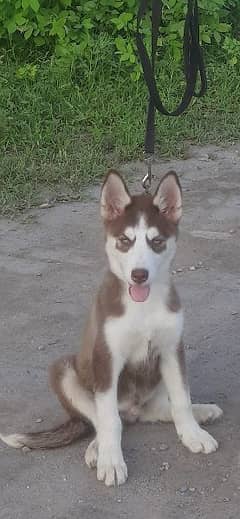 husky