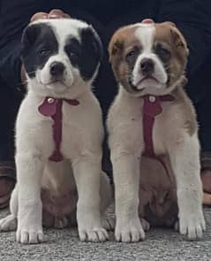 alabai security Dog 2 month pair for sale heavy bone 0