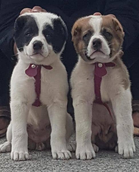 alabai security Dog 2 month pair for sale heavy bone 0