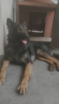 German Shepherd Mix Breed