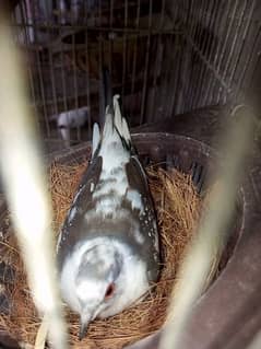 Diamond pied dove adult pair