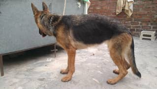 very active stock Cote gsd female age 10 months