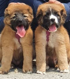 Kurdish Kangal security Dog 2 month pair for sale heavy bone