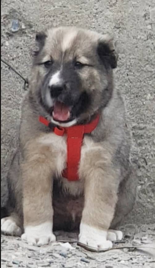 Kurdish Kangal dog pair 3 month for sale (03075389973) 1