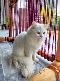 Persian cat Triple cot Full Bhalo